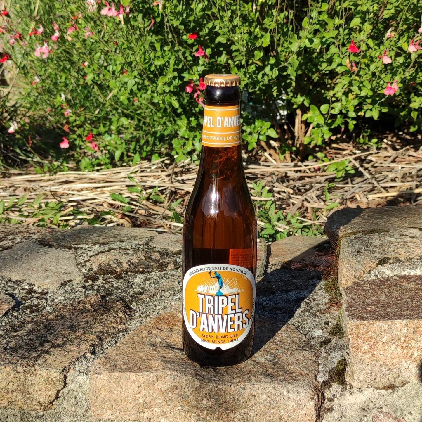 Triple d'Anvers 33cl